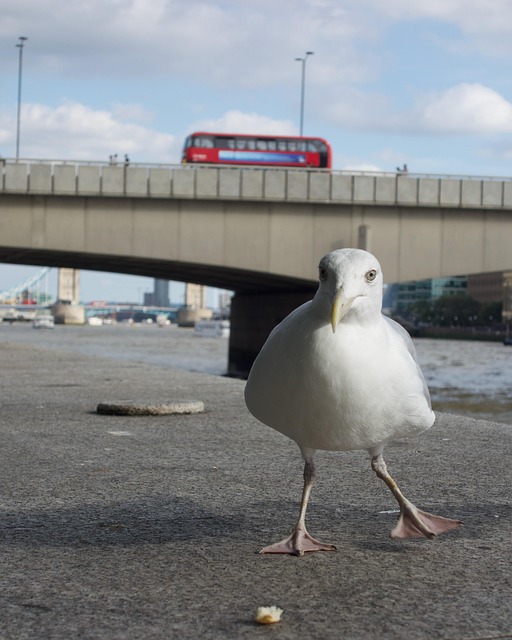 Free London Bridge photo and picture