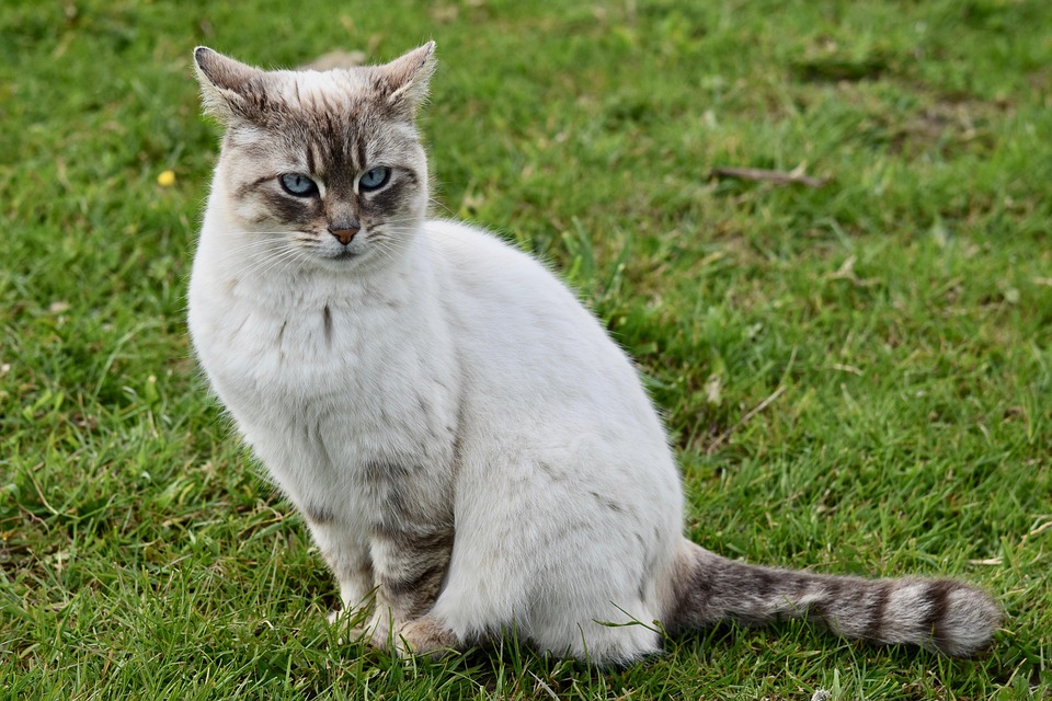 Gato, Gatinho, Felino, Alley Cat, Europeia Gato