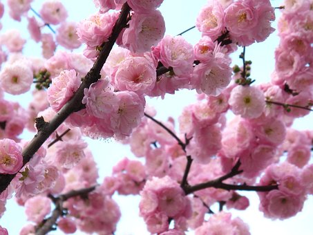 Free Flower Spring photo and picture