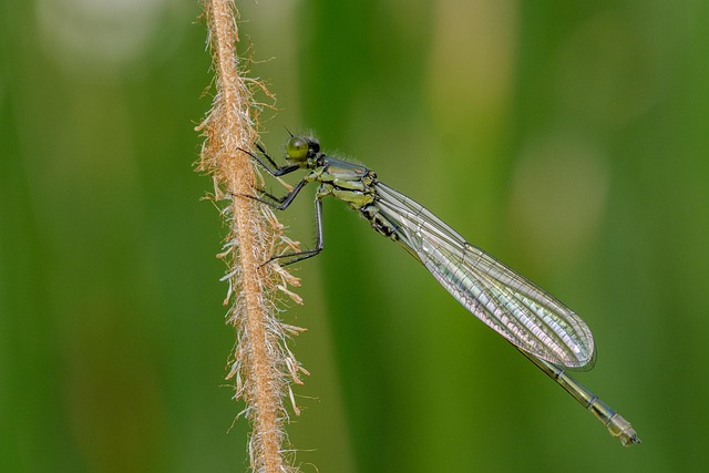 Damselfly, Red-Eyed Damselfly