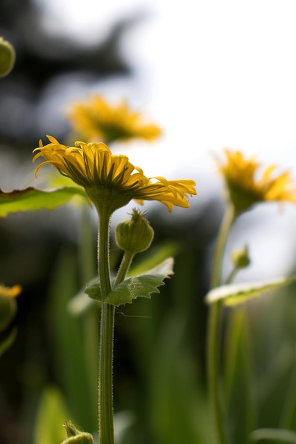 Free Flowers Yellow Flowers photo and picture