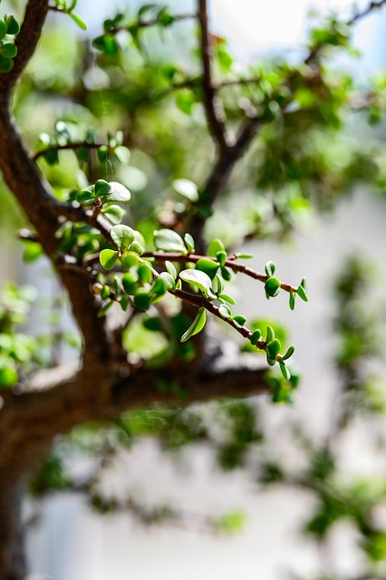 Arbusto, Ramo, Fogliame, Natura, Albero