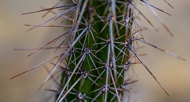 Cactus, Pianta, Natura, Pungente