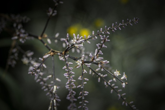 Fiore, Giardino