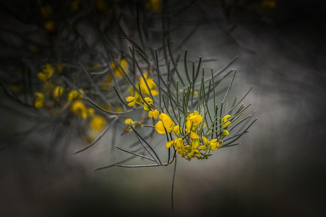 Fiore, Sfondo Fiore, Giardino, Natura