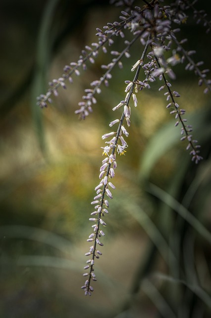Fiore, Sfondo Fiore, Giardino, Natura