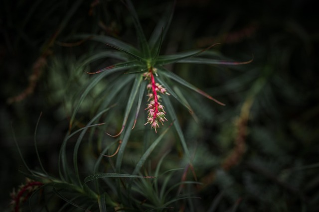 Fiore, Giardino, Natura, Pianta