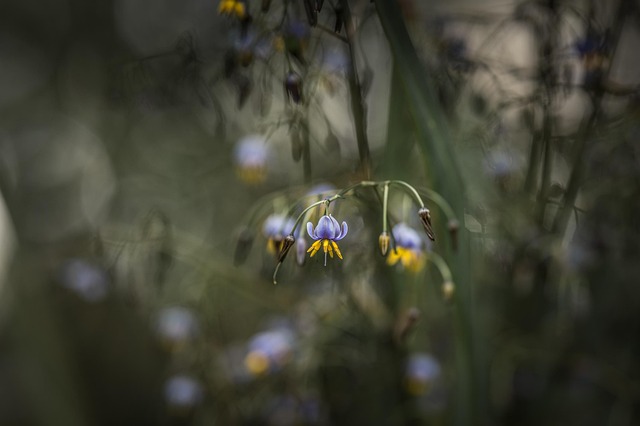 Fiore, Carta Da Parati Floreale