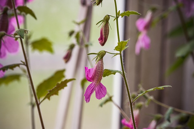 Haberlea, Fiore, Giardino, Sfondo Fiore