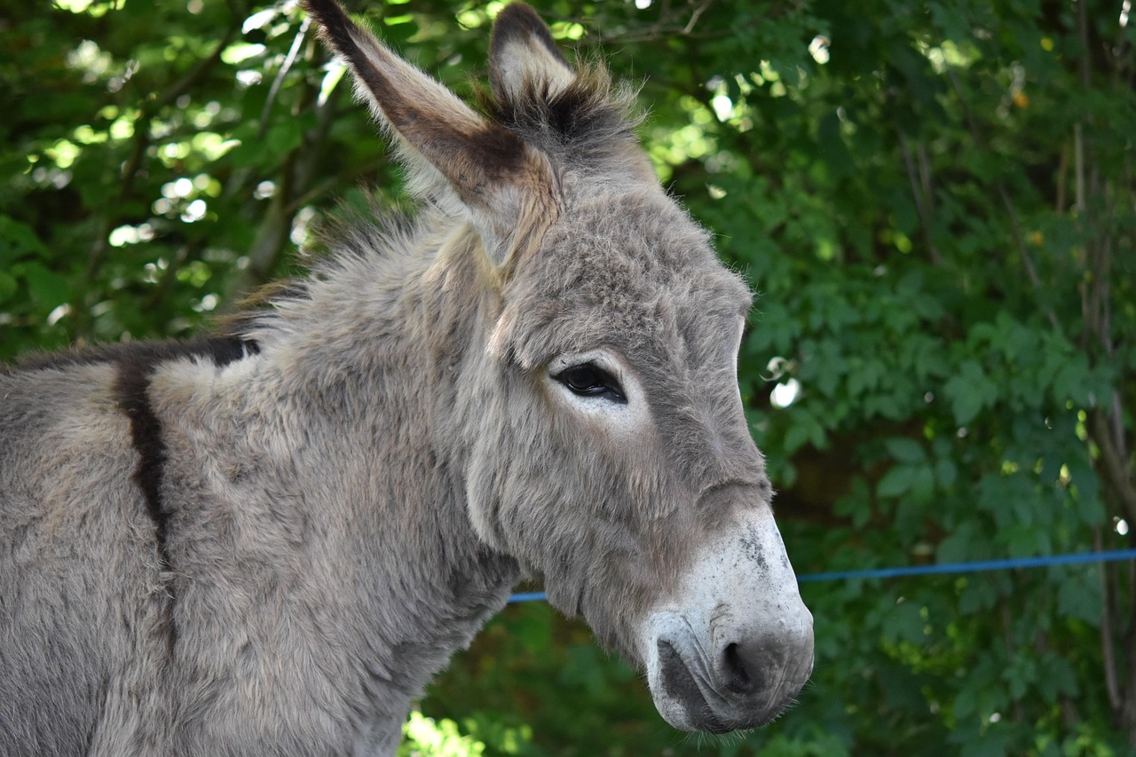 100 Free Ass Donkey Images Pixabay 100 Free Ass Donkey Images Pixabay