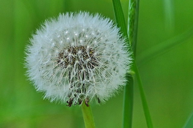 Free Dandelion Seeds photo and picture