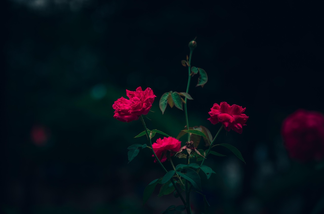 Rotting Roses Background Rose Blume Blühen - Kostenloses Foto auf Pixabay - Pixabay