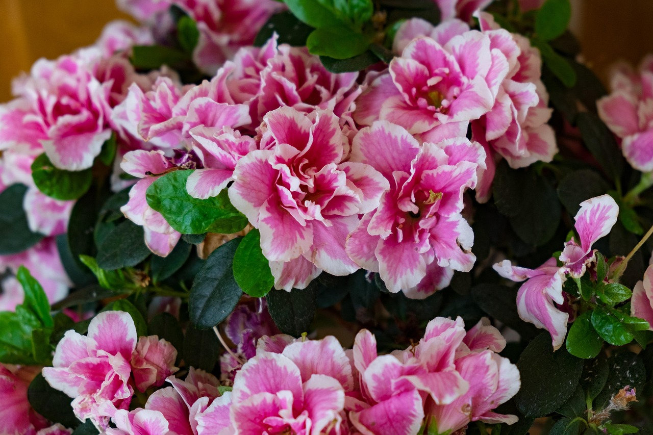 Flower Azalea Spring - Free photo on Pixabay