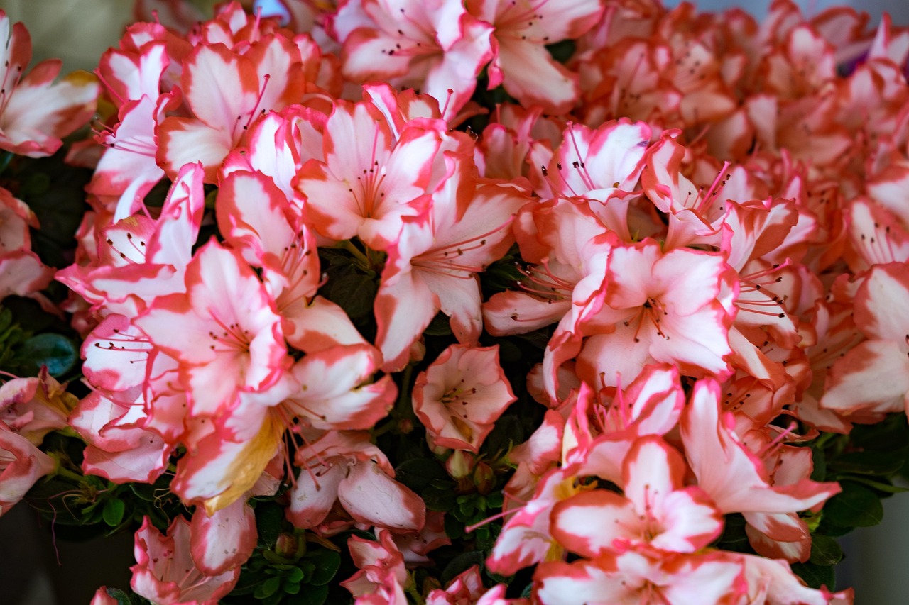 Flor Azalea Primavera - Foto gratis en Pixabay - Pixabay