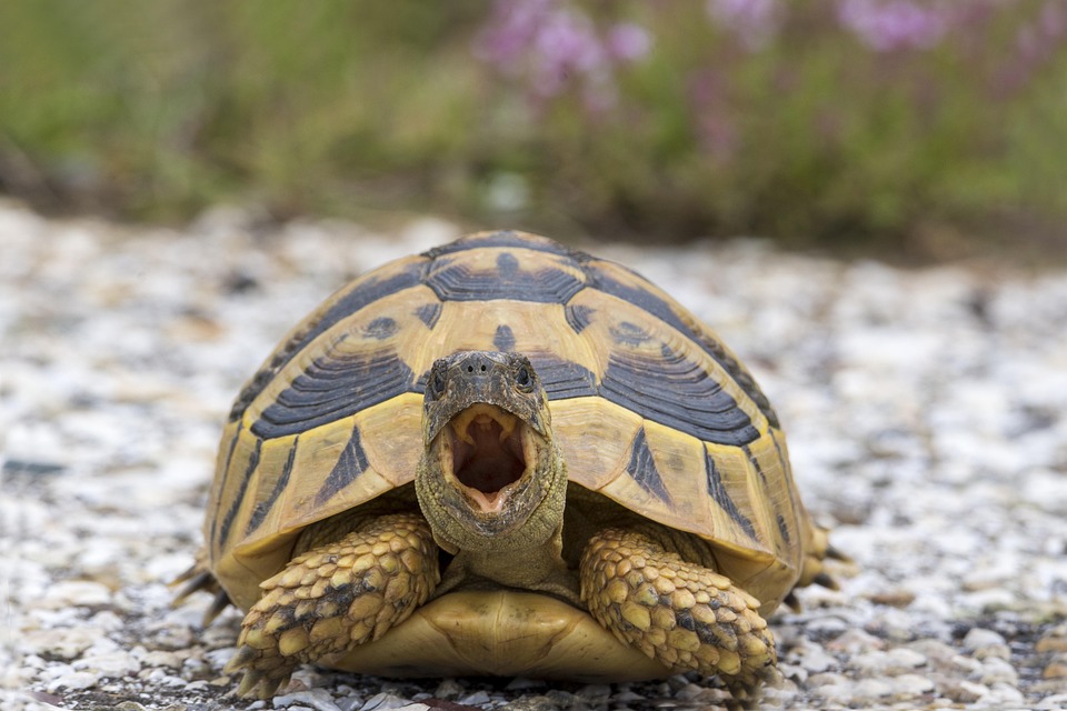 Turtle Nature Animal - Free photo on Pixabay