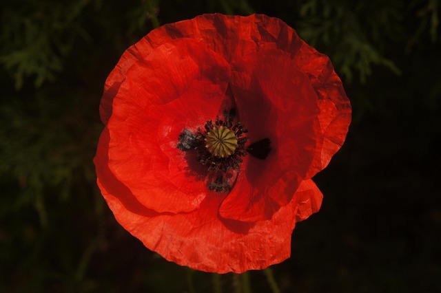 Papaver, Bloem Behang, Natuur, Bloem