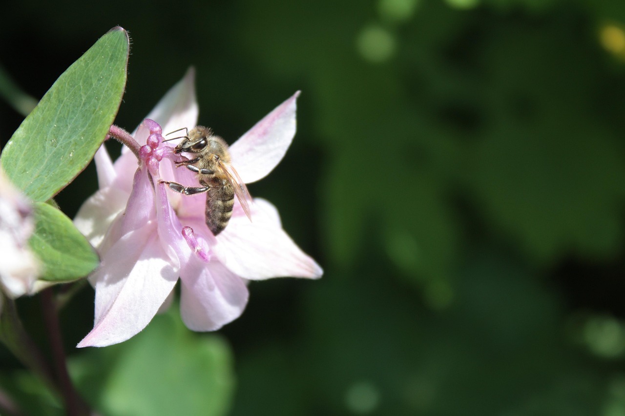 Column Bee Columbine Bee Wild Macro May - Free photo on Pixabay - Pixabay