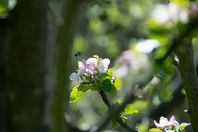 Free Bine Blossom photo and picture