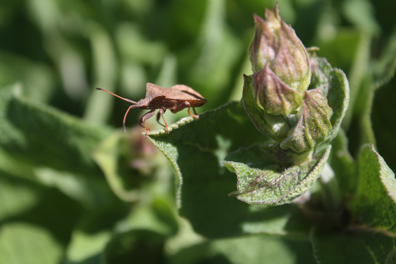 Download free HD stock image of Bug Brown Free Bug Brown photo and picture