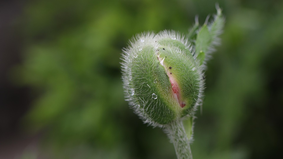 Botão De Flor Papoula Verde - Foto gratuita no Pixabay