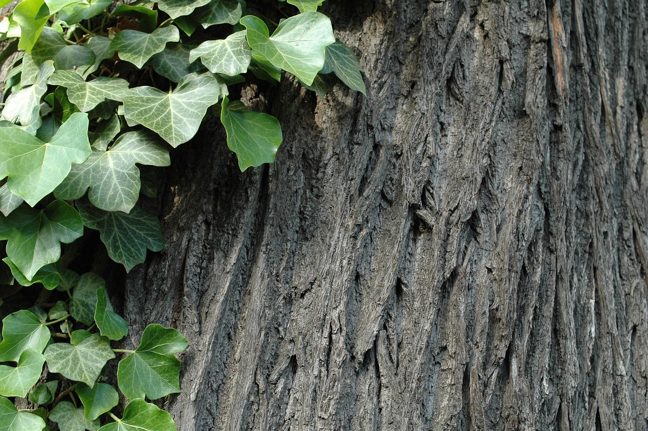 Efeu Baum Baumrinde - Kostenloses Foto auf Pixabay