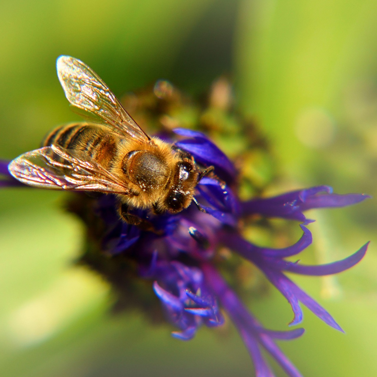 abeille-bleuet-la-nature-photo-gratuite-sur-pixabay-pixabay