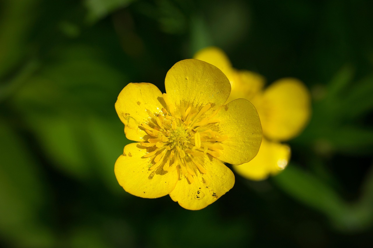 Yolk Flower - free online jigsaw puzzle photo