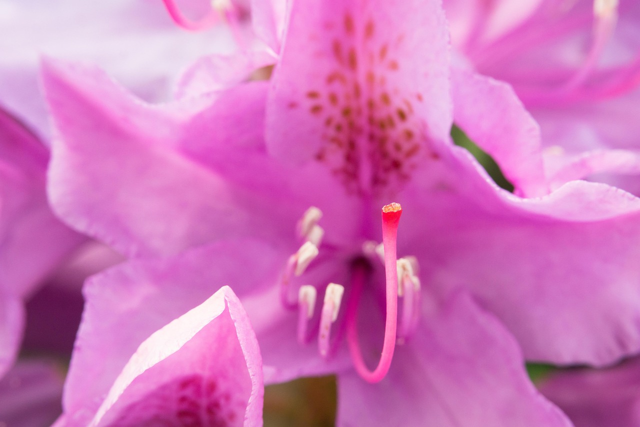 Rhododendron - free online jigsaw puzzle photo