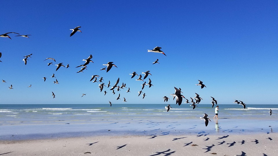 Burung Camar Pantai Musim Foto Gratis Di Pixabay