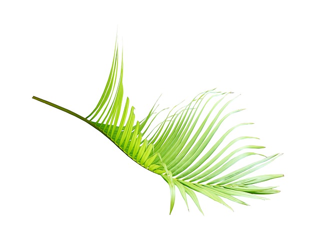 Free palm leaf green illustration