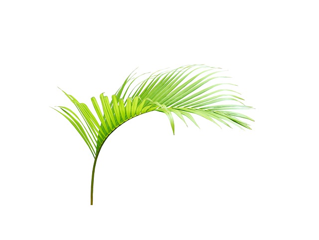 Free palm leaf green illustration