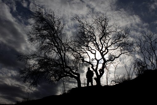 Silueta, Árbol, Cielo, Negro, Noche