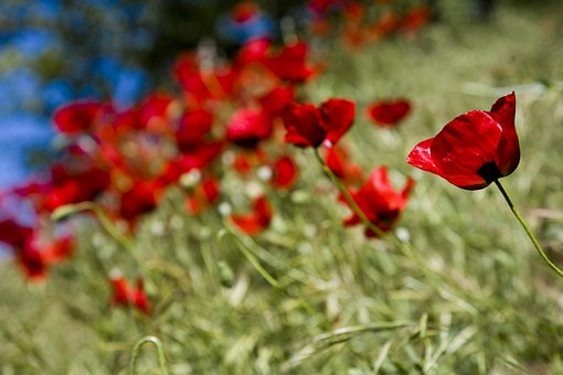 Papaver Rhoeas, Flor, Amapola