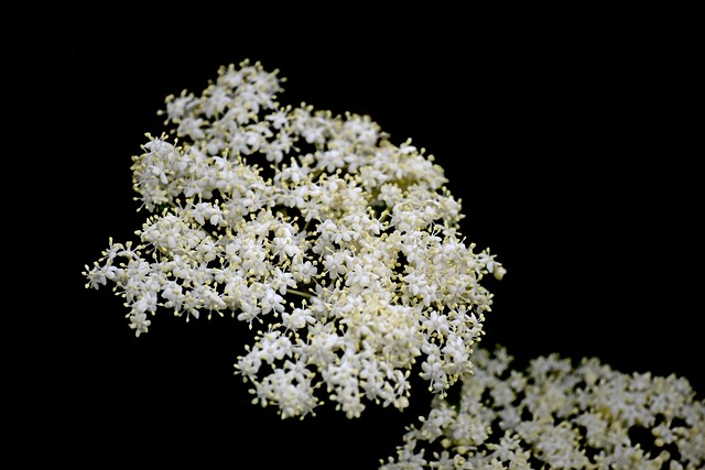 Baya Del Saúco, Flor, Flor De Saúco