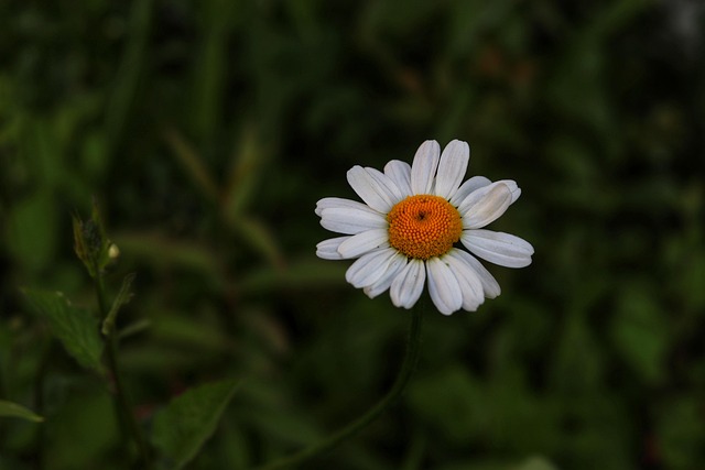 Free Flower Petal photo and picture