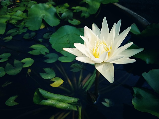 Free Lotus Flower photo and picture