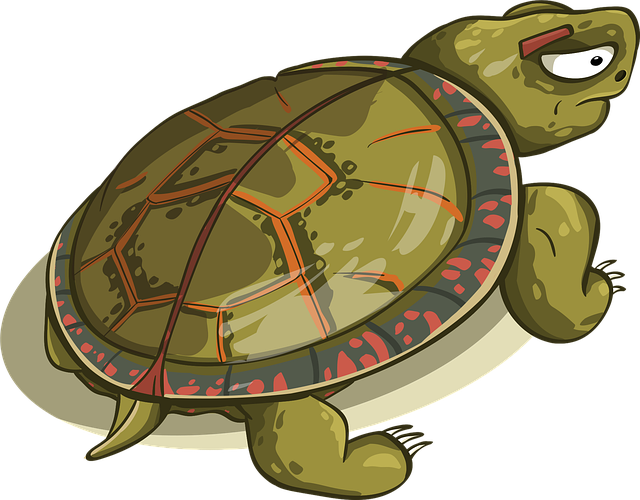 Free turtle carapace amphibious illustration