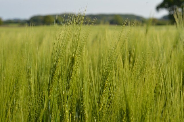 Natureza, Agricultura, Panorama, Campo