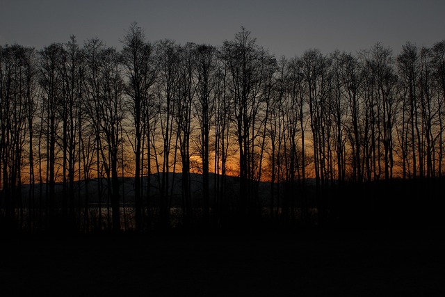 Free Sunset Trees photo and picture