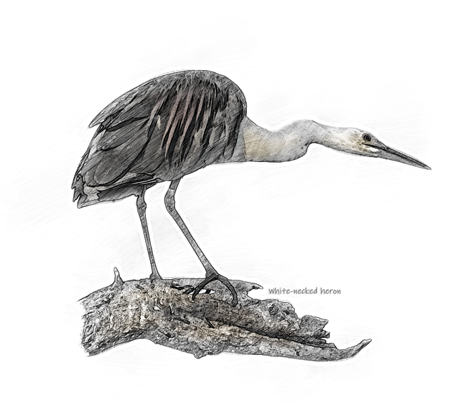 White-Necked Heron, Vogel, Baum