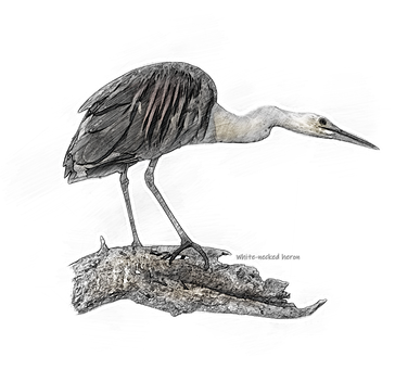 White-Necked Heron, Vogel, Baum