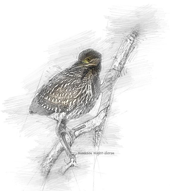 Free nankeen night-heron juvenile perch illustration