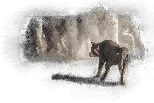 Australischer Kelpie, Hund, Die Schafe