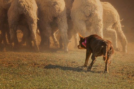 Australischer Kelpie, Haustier, Hund