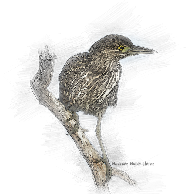 Nankeen Night-Heron, Skizzieren, Vogel