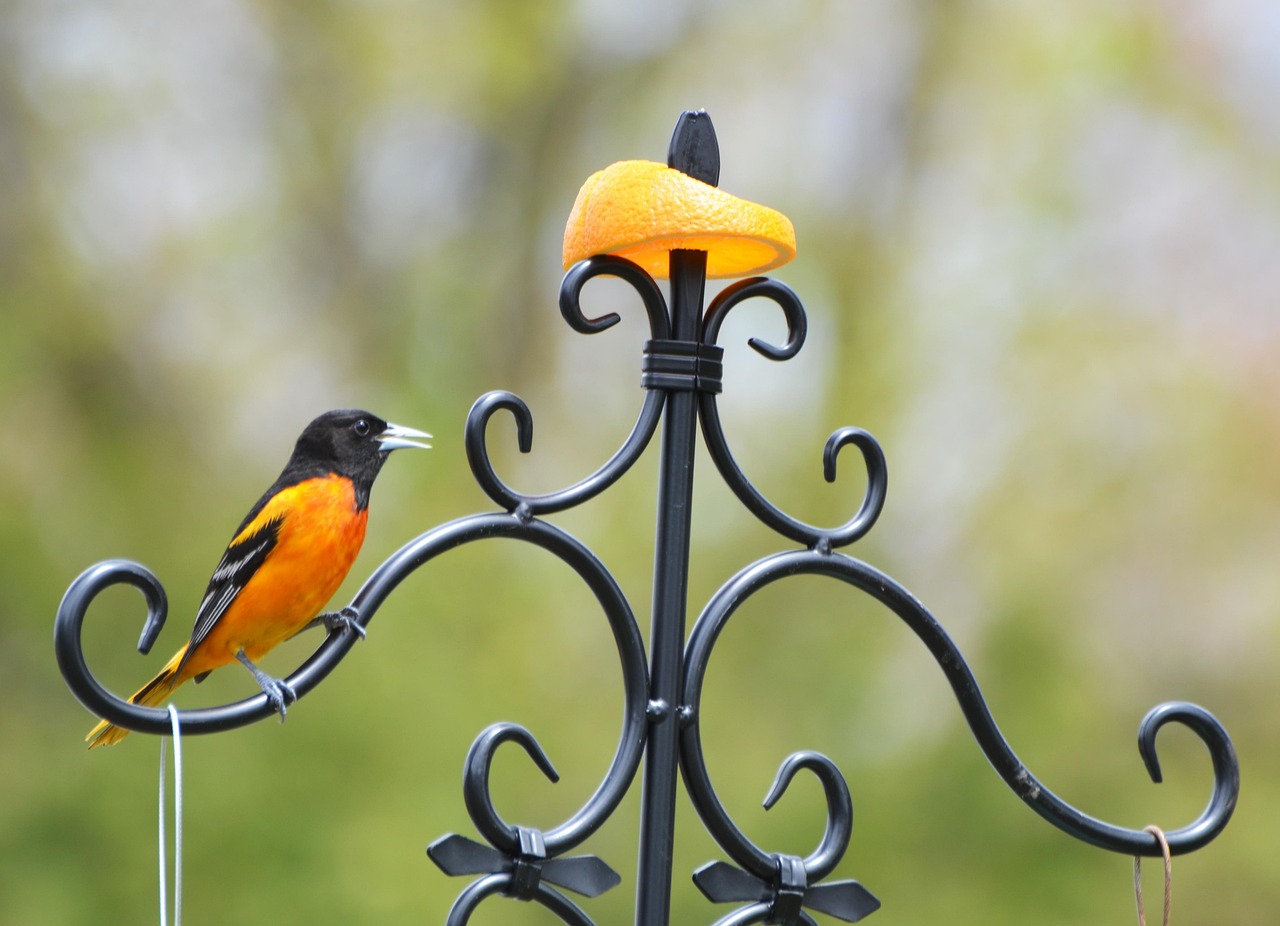 Baltimore - free online jigsaw puzzle photo