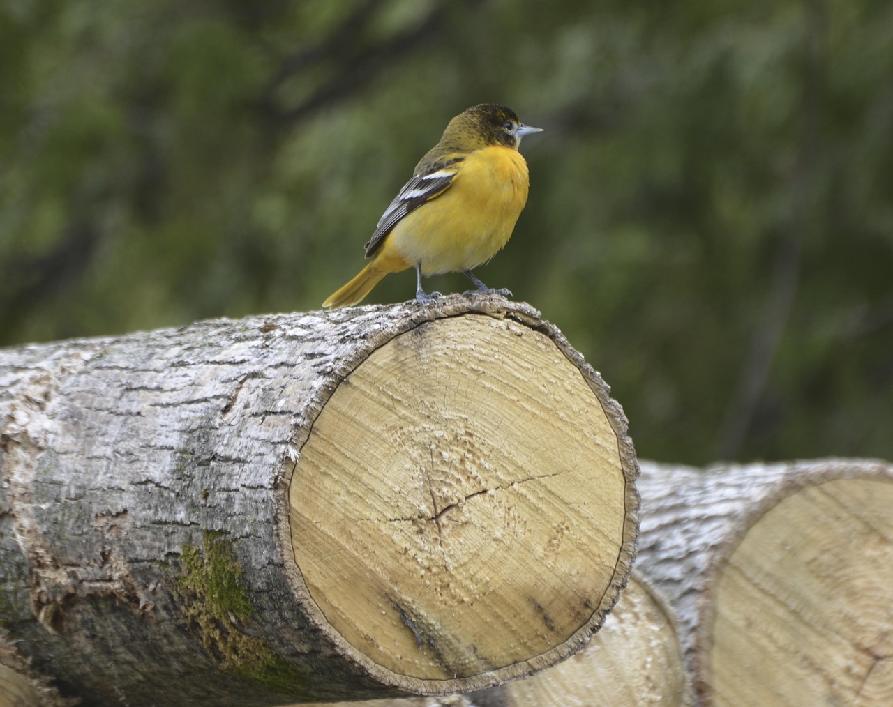 Baltimore - free online jigsaw puzzle photo