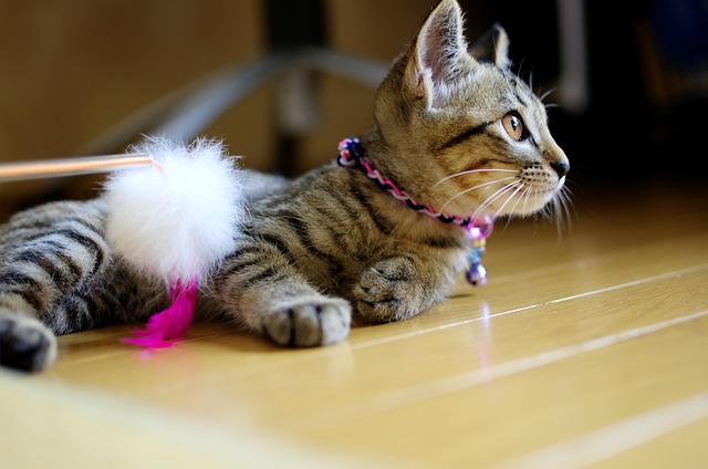 Free Cat Kitten photo and picture
