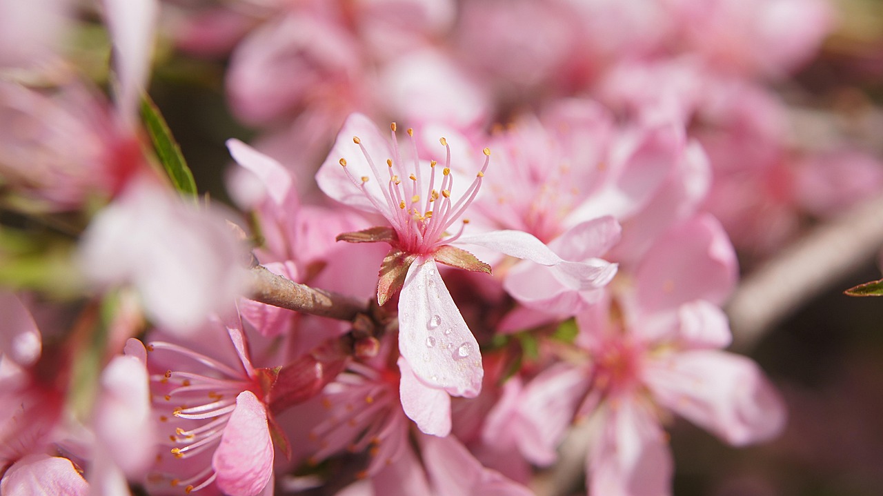 杏仁 花 衬套 - Pixabay上的免费照片 - Pixabay