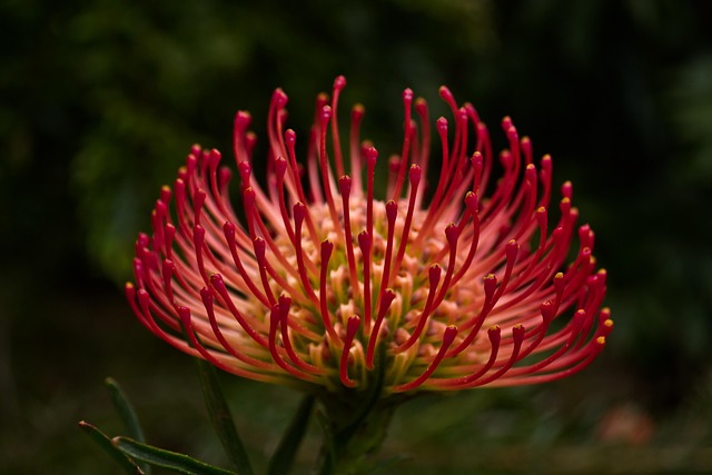 Free Flower Garden photo and picture